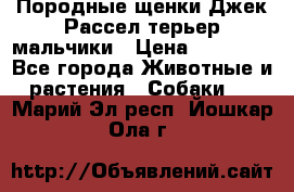 Породные щенки Джек Рассел терьер-мальчики › Цена ­ 40 000 - Все города Животные и растения » Собаки   . Марий Эл респ.,Йошкар-Ола г.